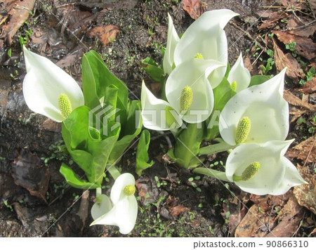 水芭蕉（群馬縣小瀨原片品村） 90866310