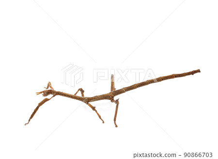 stick insect in studio 90866703