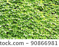 Ivy ivy 90866981