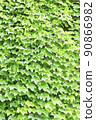 Ivy ivy 90866982