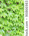 Ivy ivy 90866983