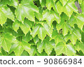 Ivy ivy 90866984