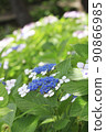 Hydrangea hydrangea 90866985