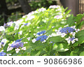 Hydrangea hydrangea 90866986