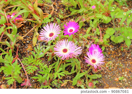 Livingstone daisy pink flowers 90867081