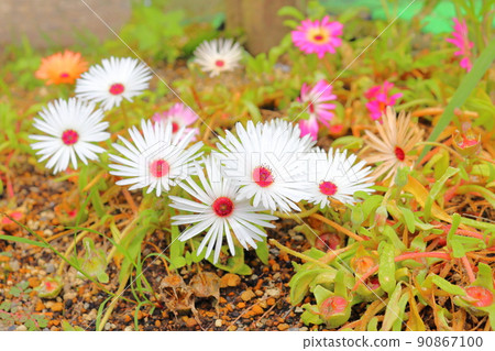 利文斯通雛菊白色花朵粉紅色花朵 90867100