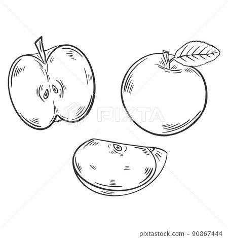 Apples set engraved vector illustration Apples set engraved vector illustration 90867444