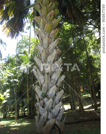 Sri Lanka Sri Lanka 90867599