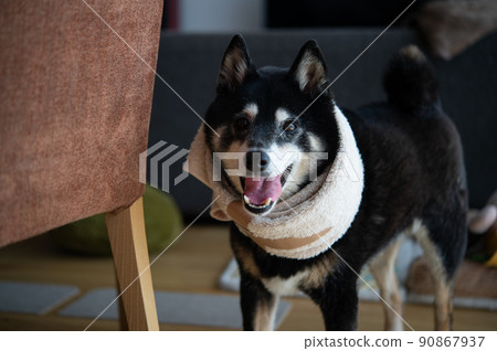 患有頸疝的柴犬 90867937