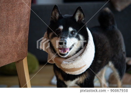 患有頸疝的柴犬 90867938