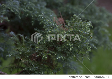 Chamaecyparis pisifera boulevard close-up. coniferous background selectiv focus Chamaecyparis pisifera boulevard close-up. coniferous background selectiv focus 90868287