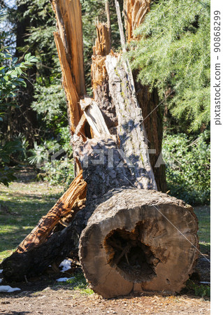 Sawn wood logs lie on the green grass in summer. A sunny summer day. the concept is the destruction of forests, harvesting firewood for winter in summer 90868299