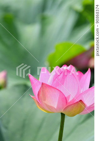 初夏風景男鹿荷花 90868374