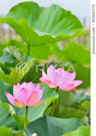 Early summer scenery Oga lotus flower Early summer scenery Oga lotus flower 90868378