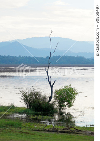Dried tree beside reservoir with mountain background Dried tree beside reservoir with mountain background 90868497