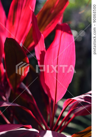 Cordyline fruticosa plant or cabbage palm 90868500