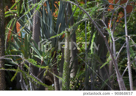 Cactus green vegetation in a greenhouse Cactus green vegetation in a greenhouse 90868657