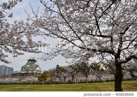 Osaka Castle Park in spring in Japan, cherry blossoms in full bloom and the cityscape and skyscrapers around the magnificent castle tower Osaka Castle Park in spring in Japan, cherry blossoms in full bloom and the cityscape and skyscrapers around the magnificent castle tower 90868666