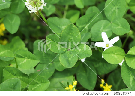 四葉三葉草 90868774