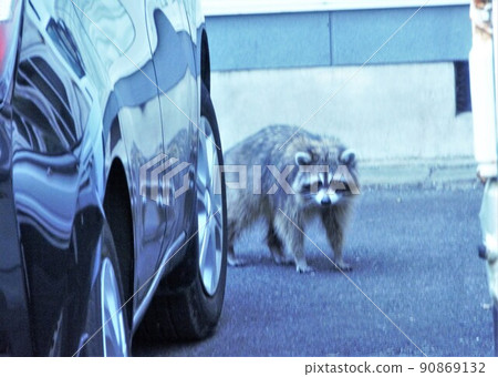 A raccoon listening to people from behind the car 90869132