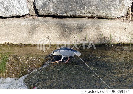 egret, water bird egret, water bird 90869135