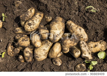 從地裡挖出來的土豆 90869409