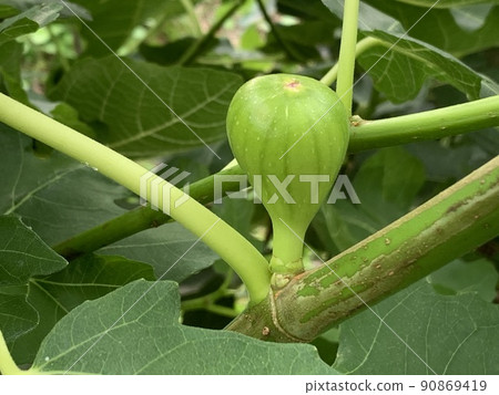 Fig fruit June Fig fruit June 90869419