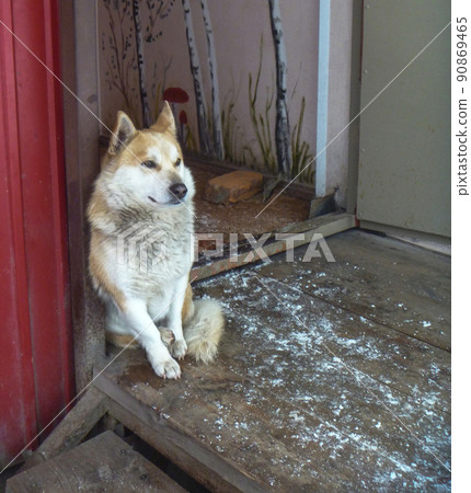 Dog waits friend beside door Dog waits friend beside door 90869465