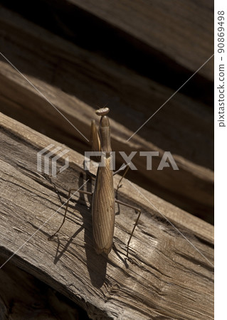 Close up of a praying mantis in the garden 90869498