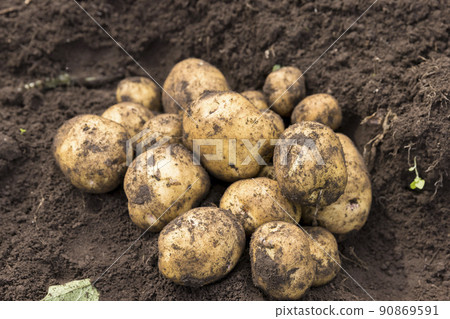 從田裡挖出來的土豆北明里 90869591