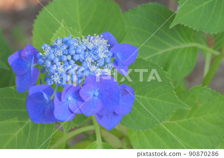 Various hydrangea 90870286