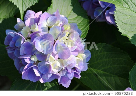 Various hydrangea Various hydrangea 90870288