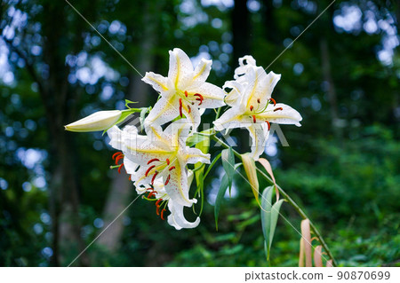 Golden-rayed lily blooming in Yakushiike Park in early summer (Machida City, Tokyo) 90870699