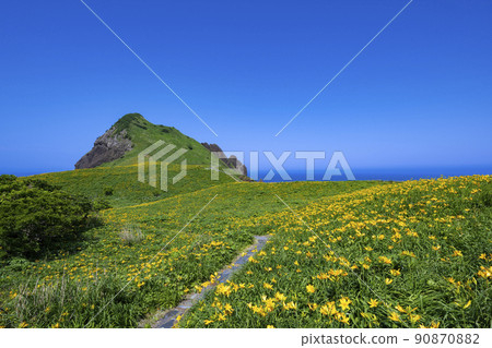 佐渡島小野的飛島甘草 90870882