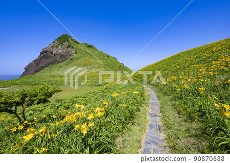 佐渡島小野的飛島甘草 90870888