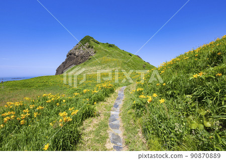 佐渡島小野的飛島甘草 90870889