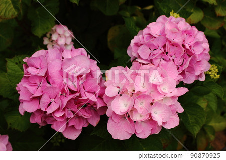 Hydrangea blooming in the housing complex near Saginomiya Station (4) Hydrangea blooming in the housing complex near Saginomiya Station (4) 90870925