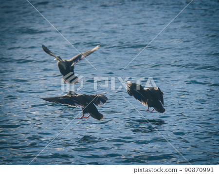 Ducks landing on the sea 90870991