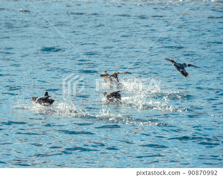 鴨子一個接一個地著陸 鴨子一個接一個地著陸 90870992