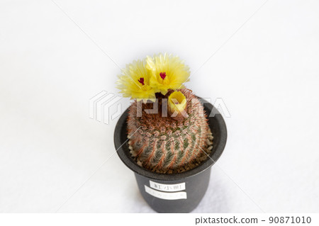 仙人掌 benicomachi 的開花 仙人掌 benicomachi 的開花 90871010