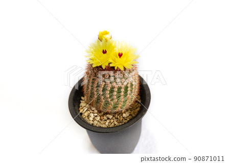 Flowering of cactus benicomachi Flowering of cactus benicomachi 90871011