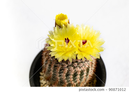 仙人掌 benicomachi 的開花 仙人掌 benicomachi 的開花 90871012