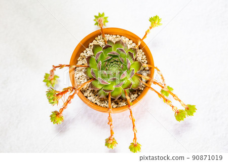 Succulent plant Semperbium with many runners Succulent plant Semperbium with many runners 90871019