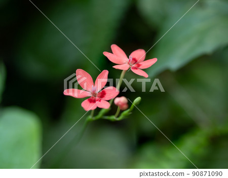 Red montbretia flower 90871090
