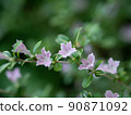 一朵可愛的星形花，Serissa japonica 90871092