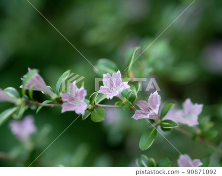 A lovely star-shaped flower, Serissa japonica 90871092