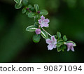 一朵可愛的星形花，Serissa japonica 90871094