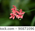 紅色的蒙布雷蒂亞花 90871096