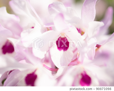 Dendrobium monili that makes many flowers bloom 90871098