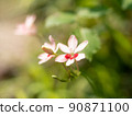 Montbretia 與白色花瓣 90871100